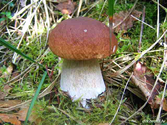  Image name: 257 Porcino.jpg 
 width: 640 pixel 
 height: 480 pixel 
 Size: 32997 bytes 
 Click to enlarge 